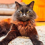 Eric joined the competition — help win amazing prizes! cat, fluffy, black_cat, orange_fur, indoor, carpet, pet, animal, feline, closeup, resting, portrait, yellow_eyes, face, whiskers, fur, cute, laying_down, domestic_animal, home