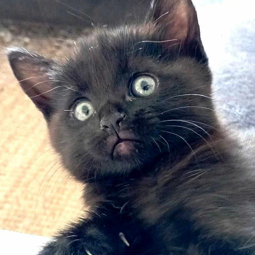 Picollino participe au concours pour gagner de l'argent avec cette photo : alert, animal, black_kitten, cat, claws, close_up, curious, cute, domestic_cat, feline, fur, indoor, kitten, pet, portrait, resting, soft_fur, whiskers, wide_eyes, young_cat