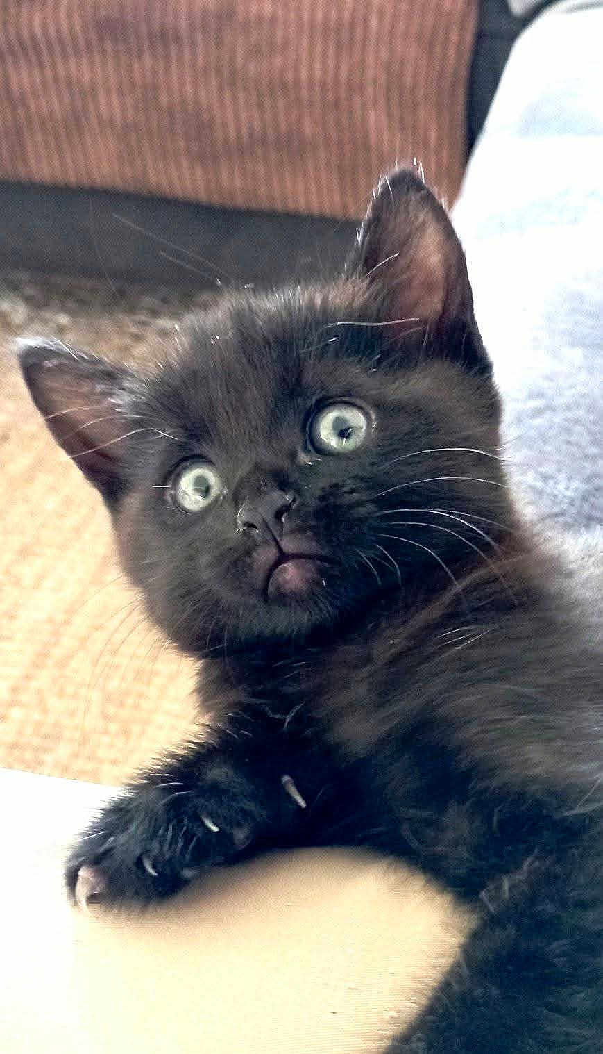 Picollino participe au concours pour gagner de l'argent avec cette photo : black_kitten, cat, kitten, wide_eyes, fur, whiskers, claws, close_up, indoor, pet, animal, cute, feline, curious, soft_fur, young_cat, domestic_cat, portrait, resting, alert
