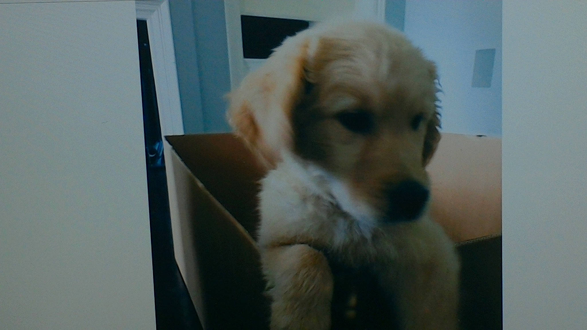 Simba is registered to the contest to win money with this photo: canidae, carnivore, companion_dog, dog, dog_breed, fawn, golden_retriever, mammal, puppy, retriever, small_greek_domestic_dog, snout, sporting_group, vertebrate, whiskers