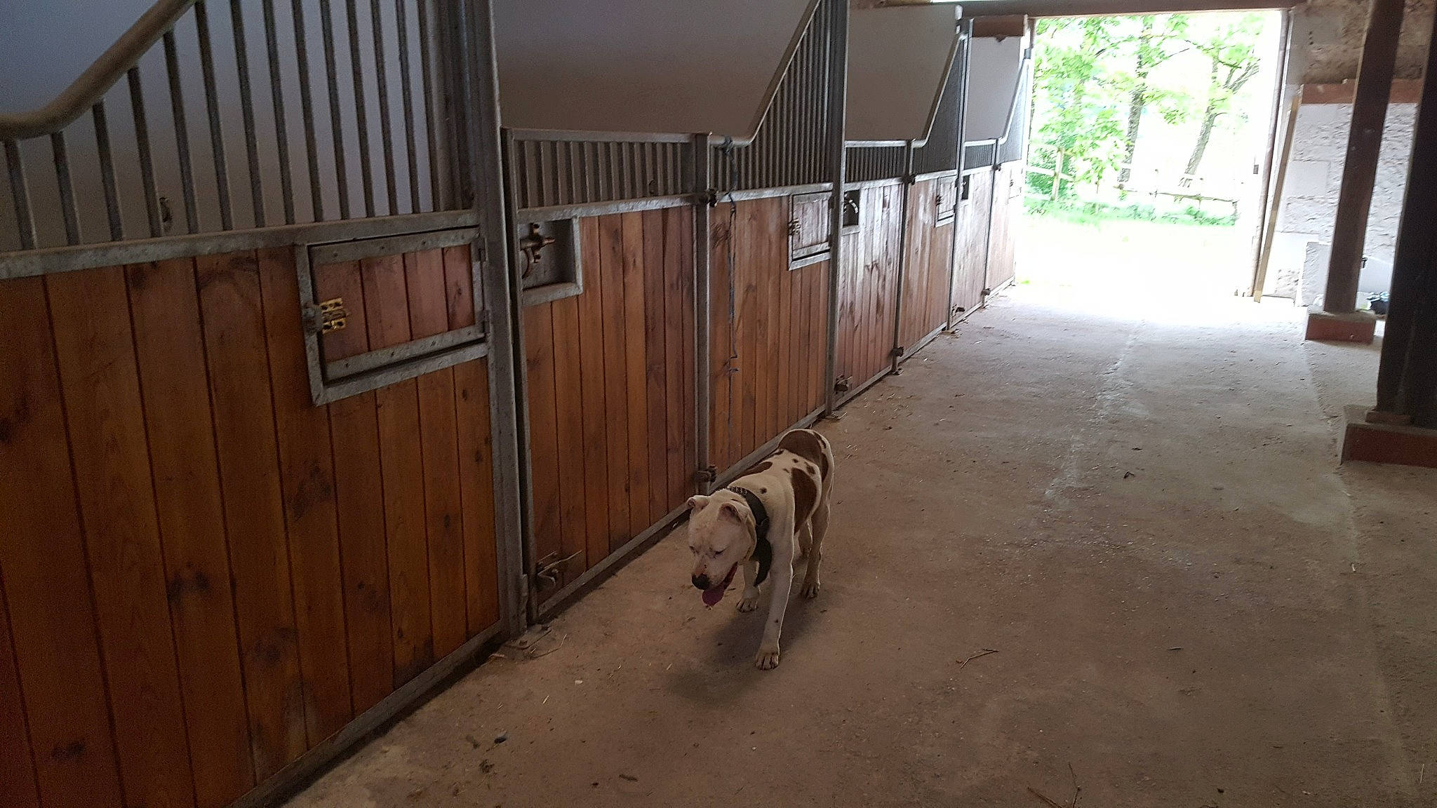 Oscar a rejoint le concours — aidez-le/la à gagner de superbes lots ! building, canidae, carnivore, concrete, dog, dog_breed, fawn, floor, flooring, hall, handrail, hardwood, plywood, room, sporting_group, terrestrial_animal, window, wood, wood_stain, working_animal