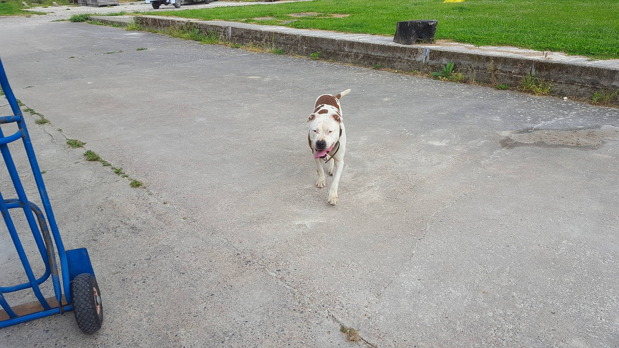 Oscar a rejoint le concours — aidez-le/la à gagner de superbes lots ! asphalt, carnivore, collar, companion_dog, concrete, dog, dog_breed, dog_collar, fawn, grass, leash, pet_supply, plant, road, road_surface, sidewalk, tail, tire, wheel, working_animal