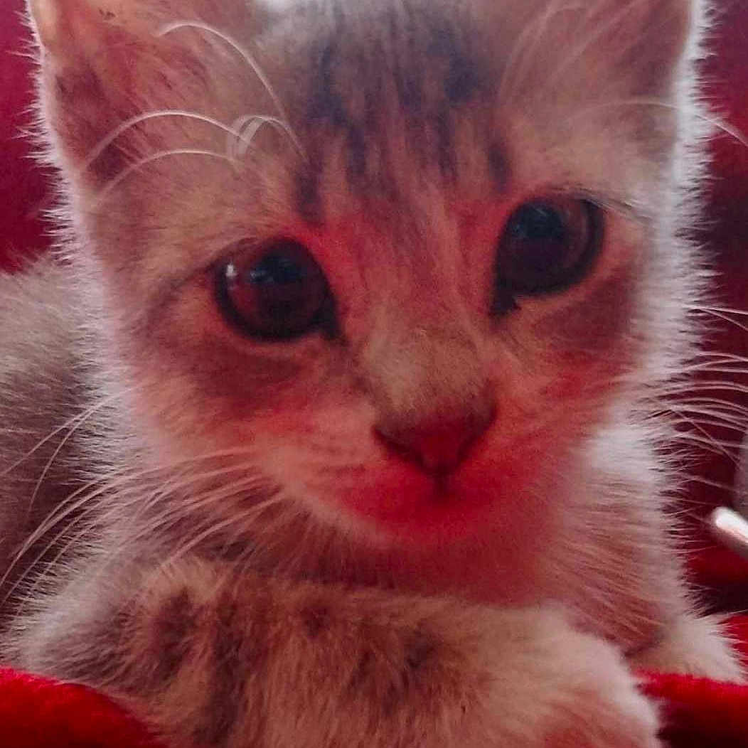 Roquette a rejoint le concours — aidez-le/la à gagner de superbes lots ! abyssinian, angora, animal, cat, kitten, manx, pet, siamese