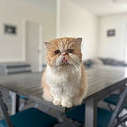 Leon a rejoint le concours — aidez-le/la à gagner de superbes lots ! cat, orange_cat, white_cat, fluffy_cat, table, dining_table, chair, indoor, blurred_background, tongue_out, cute, pet, fur, domestic_animal, feline, house, modern_interior, seated, curious, closeup