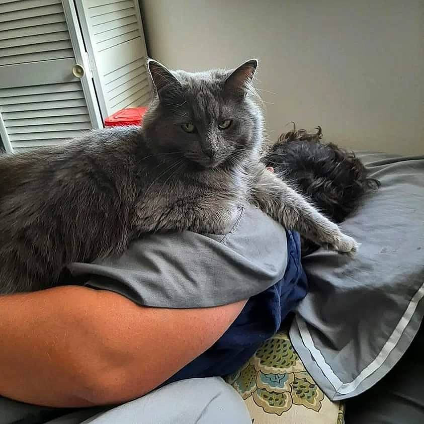 Ophelia joined the competition — help win amazing prizes! bed, bedding, black_cat, carnivore, cat, comfort, couch, domestic_short_haired_cat, felidae, fur, grey, linens, pillow, room, sitting, small_to_medium_sized_cats, snout, tail, whiskers, window_blind