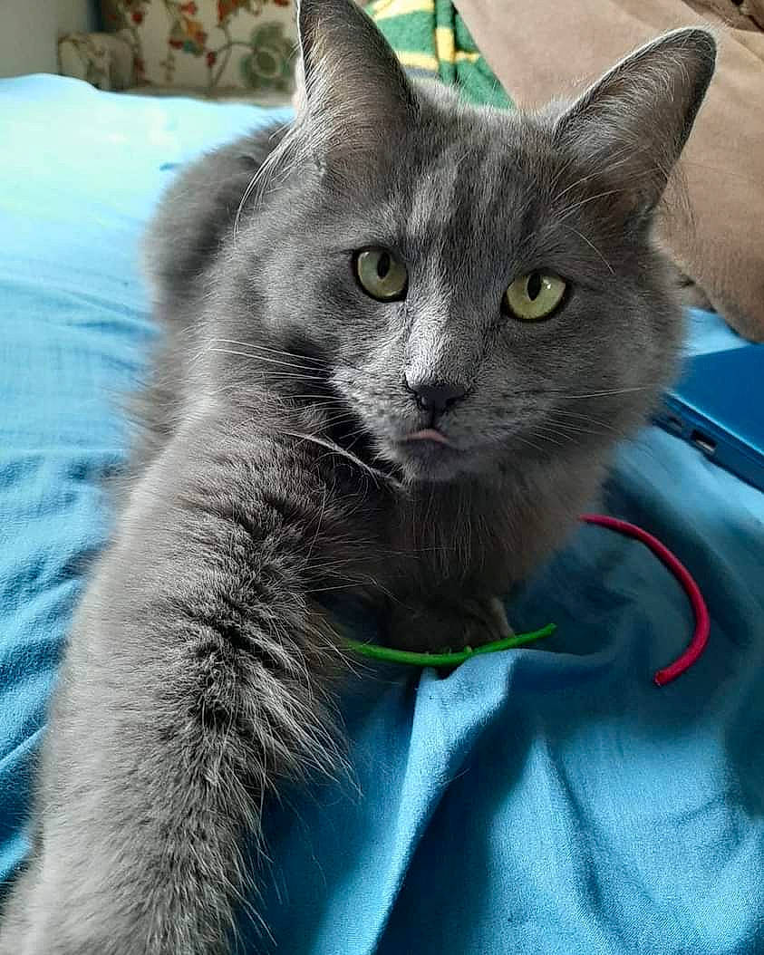 Ophelia joined the competition — help win amazing prizes! carnivore, cat, domestic_short_haired_cat, electric_blue, felidae, fur, grey, russian_blue, small_to_medium_sized_cats, snout, whiskers, window