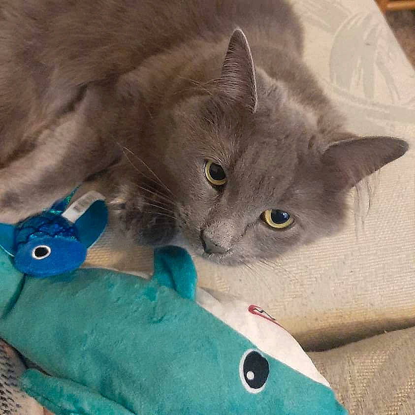 Ophelia is registered to the contest to win money with this photo: carnivore, cat, comfort, domestic_short_haired_cat, electric_blue, felidae, fur, grey, russian_blue, small_to_medium_sized_cats, tail, whiskers