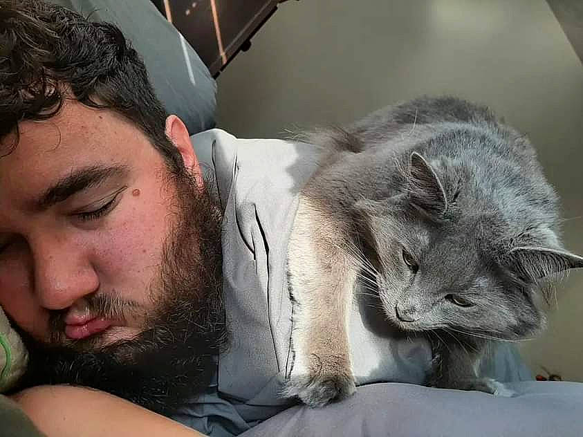 Ophelia joined the competition — help win amazing prizes! beard, carnivore, cat, chest, comfort, domestic_short_haired_cat, ear, eyelash, eyewear, facial_hair, felidae, fur, jaw, nap, russian_blue, selfie, sitting, small_to_medium_sized_cats, snout, whiskers