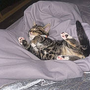 Poppy is registered to the contest to win money with this photo: animal, bed, blanket, cat, cozy, cute, feline, fur, indoor, kitten, nap, paws, pet, relaxed, resting, sleeping, soft, tabby, whiskers, young