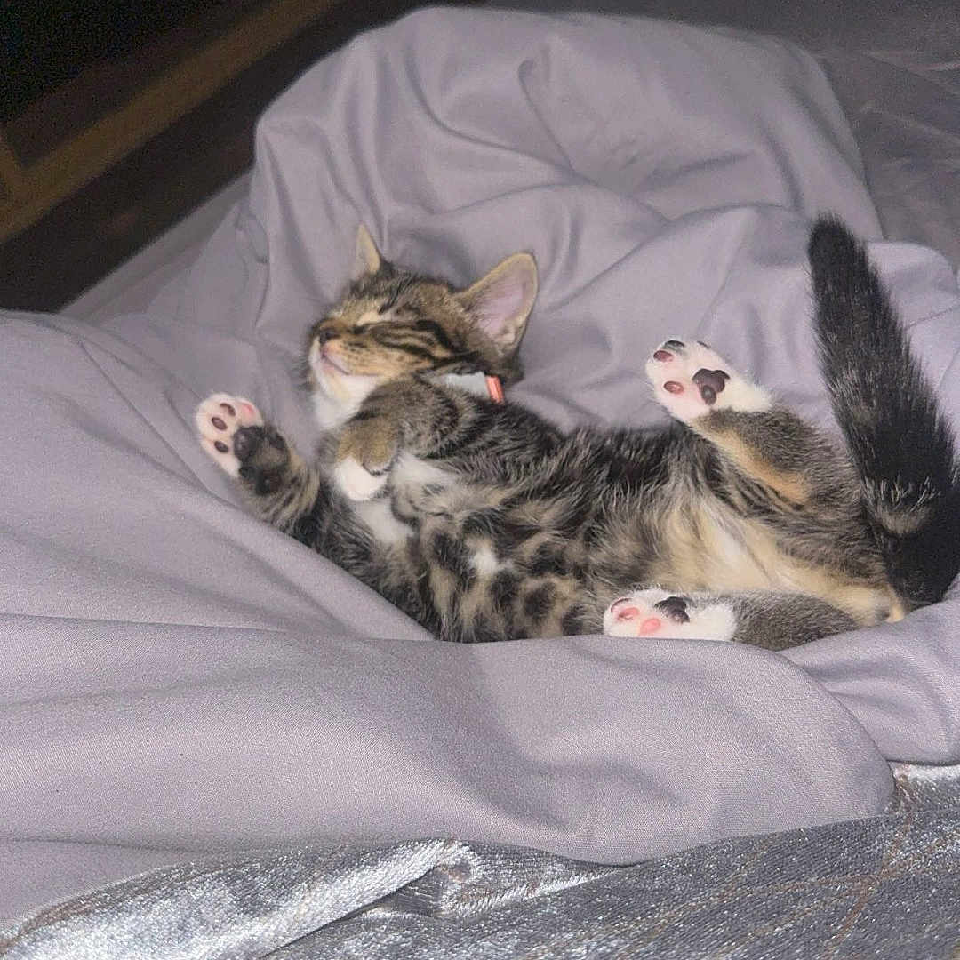 Poppy is registered to the contest to win money with this photo: animal, bed, blanket, cat, cozy, cute, feline, fur, indoor, kitten, nap, paws, pet, relaxed, resting, sleeping, soft, tabby, whiskers, young