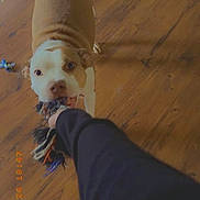 Ada Rae is registered to the contest to win money with this photo: dog, play, toy, rope_toy, indoor, wooden_floor, person, arm, brown_dog, white_dog, pet, animal, tug_of_war, fun, interaction, canine, floor, domestic, engagement, chewing