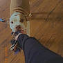dog, play, toy, rope_toy, indoor, wooden_floor, person, arm, brown_dog, white_dog, pet, animal, tug_of_war, fun, interaction, canine, floor, domestic, engagement, chewing