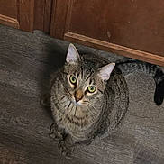 Marbles is registered to the contest to win money with this photo: cat, close_up, cute, domestic_animal, door, ears, flooring, fur, green_eyes, indoor, looking_up, paws, pet, portrait, sitting, striped_fur, tabby, tail, whiskers, wooden_floor