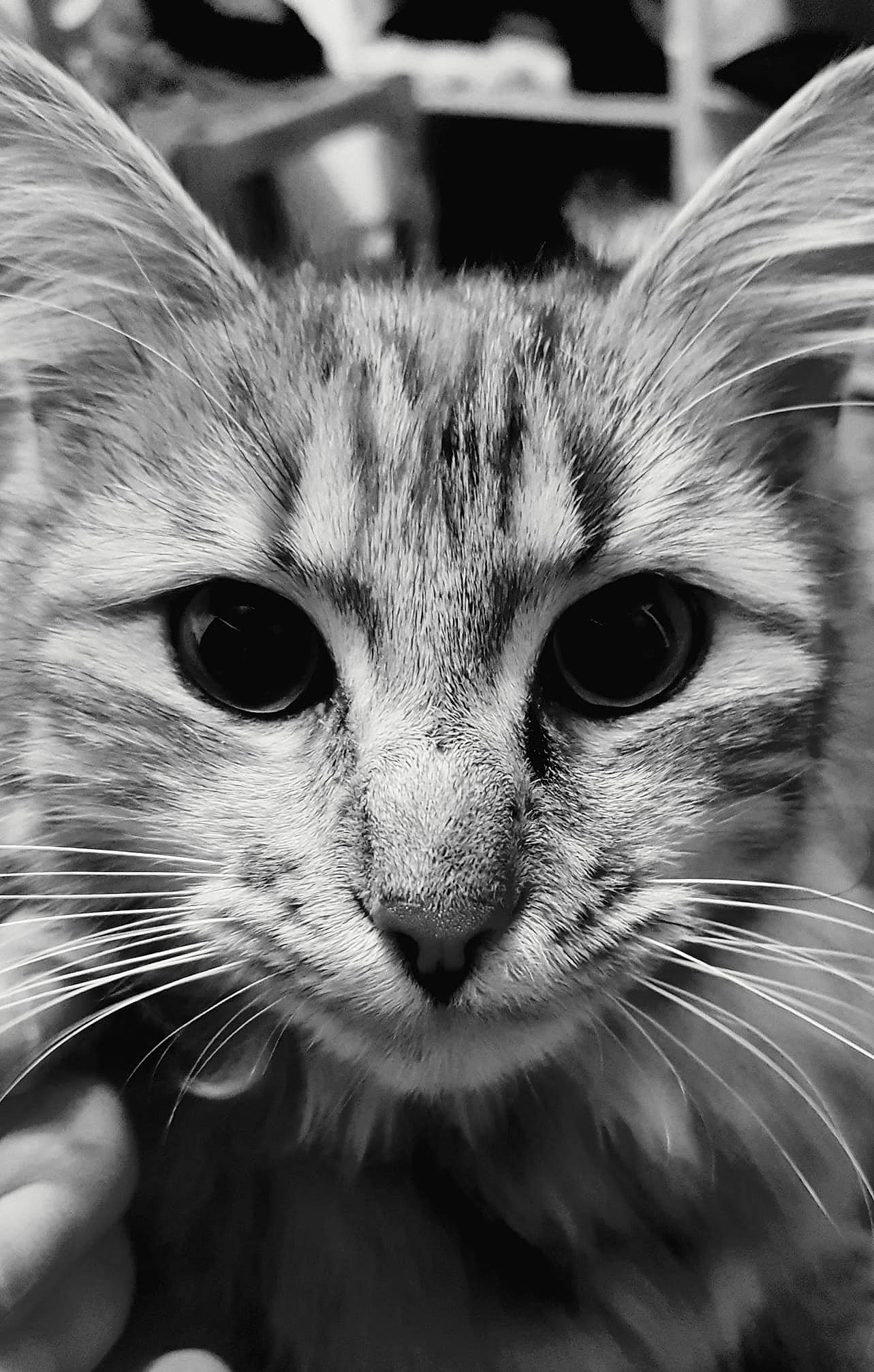 Bouille a rejoint le concours — aidez-le/la à gagner de superbes lots ! asian, black, black_and_white, carnivore, cat, close_up, eye, felidae, fur, kitten, monochrome, monochrome_photography, nose, organ, photography, small_to_medium_sized_cats, snapshot, snout, tabby_cat, whiskers