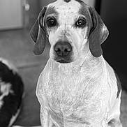 Laska participe au concours pour gagner de l'argent avec cette photo : dog, pet, black_and_white, animal, canine, portrait, indoor, sitting, closeup, fur, ears, nose, eyes, background, companion, floor, domestic_animal, looking, mammal, friend