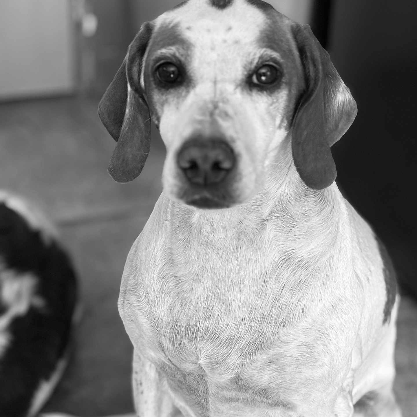 Laska participe au concours pour gagner de l'argent avec cette photo : dog, pet, black_and_white, animal, canine, portrait, indoor, sitting, closeup, fur, ears, nose, eyes, background, companion, floor, domestic_animal, looking, mammal, friend
