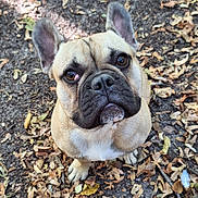 Bao participe au concours pour gagner de l'argent avec cette photo : dog, french_bulldog, pet, animal, portrait, close_up, outdoors, forest, fallen_leaves, autumn, ground, sitting, ears, wrinkles, short_snout, black_muzzle, brown_fur, blue_collar, serious_expression, cute
