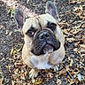 dog, french_bulldog, pet, animal, portrait, close_up, outdoors, forest, fallen_leaves, autumn, ground, sitting, ears, wrinkles, short_snout, black_muzzle, brown_fur, blue_collar, serious_expression, cute