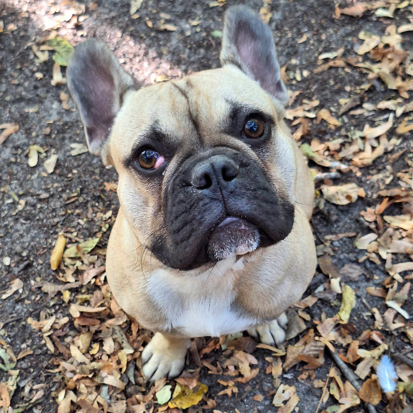 Bao