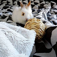 Locky participe au concours pour gagner de l'argent avec cette photo : domestic_rabbit, fur, rabbit, rabits_and_hares, textile, whiskers