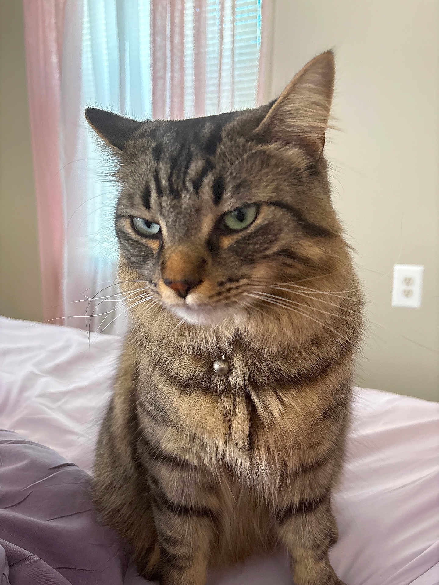 Pookie is registered to the contest to win money with this photo: cat, tabby_cat, pet, bell_collar, whiskers, green_eyes, fur, indoor, bed, bedding, curtain, window_light, portrait, close_up, feline, ears, paws, sitting, sleepy, household