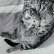 Lobya participe au concours pour gagner de l'argent avec cette photo : cat, tabby, wide_eyes, fur, whiskers, paws, striped, pet, lying_down, bed, blanket, indoor, cute, animal, feline, resting, close_up, black_and_white, curious, relaxed