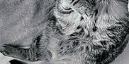 Lobya participe au concours pour gagner de l'argent avec cette photo : animal, bed, black_and_white, blanket, cat, close_up, curious, cute, feline, fur, indoor, lying_down, paws, pet, relaxed, resting, striped, tabby, whiskers, wide_eyes
