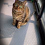 Lobya a rejoint le concours — aidez-le/la à gagner de superbes lots ! cat, tabby, green_eyes, indoor, sunlight, floor, patterned_floor, toy, feather_toy, shadow, window, curious, pet, feline, domestic_cat, sitting, looking_up, fur, whiskers, ears