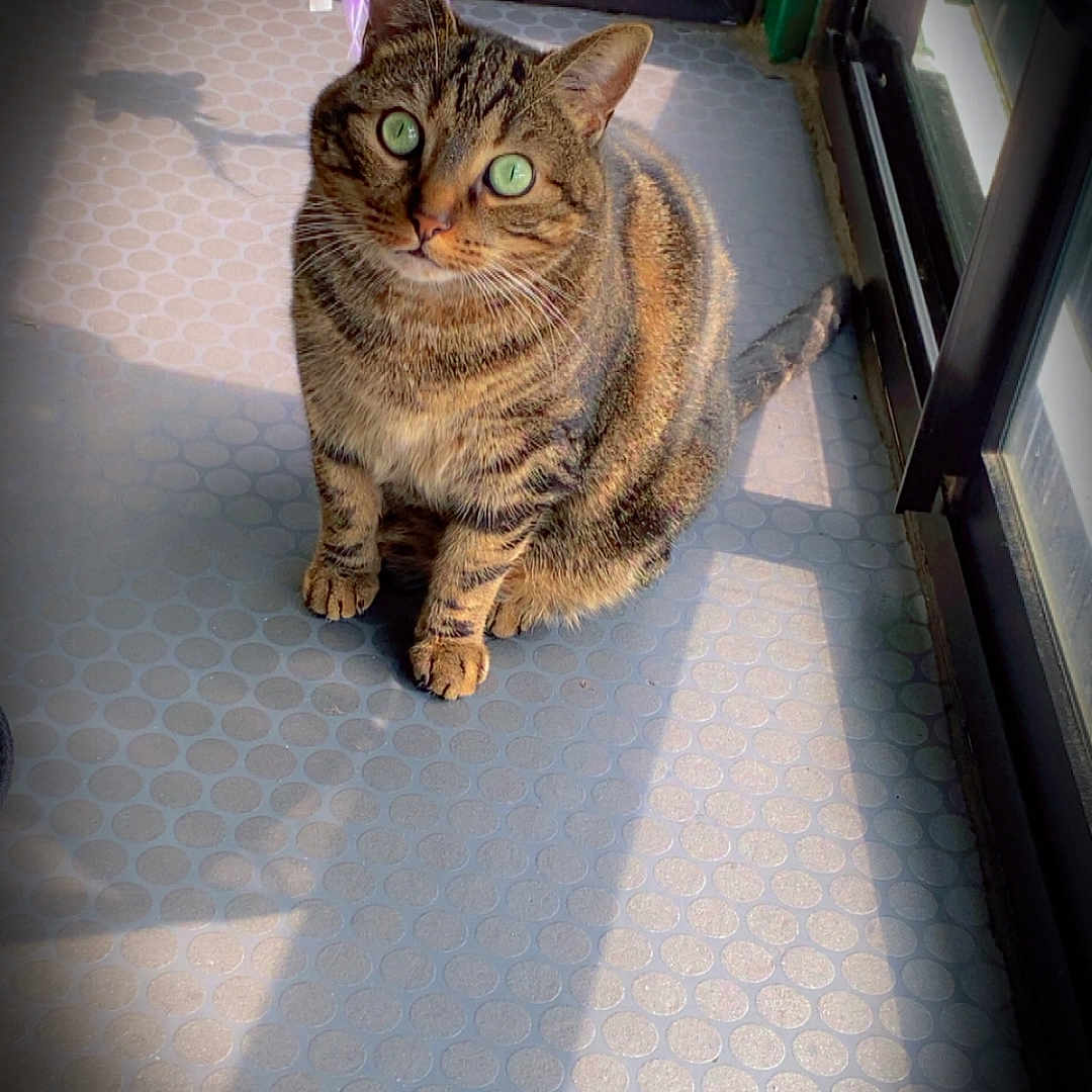 Lobya a rejoint le concours — aidez-le/la à gagner de superbes lots ! cat, curious, domestic_cat, ears, feather_toy, feline, floor, fur, green_eyes, indoor, looking_up, patterned_floor, pet, shadow, sitting, sunlight, tabby, toy, whiskers, window