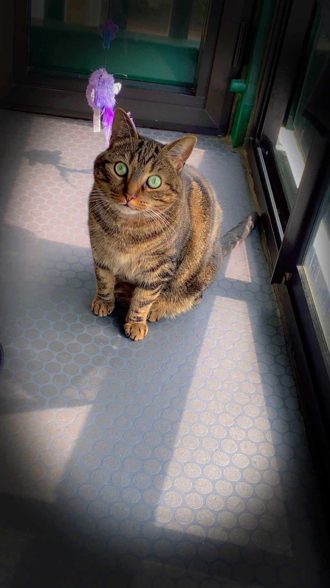 Lobya a rejoint le concours — aidez-le/la à gagner de superbes lots ! cat, tabby, green_eyes, indoor, sunlight, floor, patterned_floor, toy, feather_toy, shadow, window, curious, pet, feline, domestic_cat, sitting, looking_up, fur, whiskers, ears
