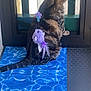 Lobya a rejoint le concours — aidez-le/la à gagner de superbes lots ! animal, back_view, blue_mat, cat, contemplative, door, feather_toy, feline, floor, glass_door, indoor, looking_outside, mat, pet, purple_toy, quiet, resting, striped_fur, tabby_cat, toy