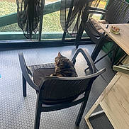 Lobya participe au concours pour gagner de l'argent avec cette photo : ashtray, balcony, cat, chair, cozy, curtains, cushion, daylight, flooring, furniture, home, indoor, looking_back, patterned_floor, pet, plastic_chair, relaxing, tabby_cat, table, window
