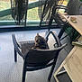 ashtray, balcony, cat, chair, cozy, curtains, cushion, daylight, flooring, furniture, home, indoor, looking_back, patterned_floor, pet, plastic_chair, relaxing, tabby_cat, table, window