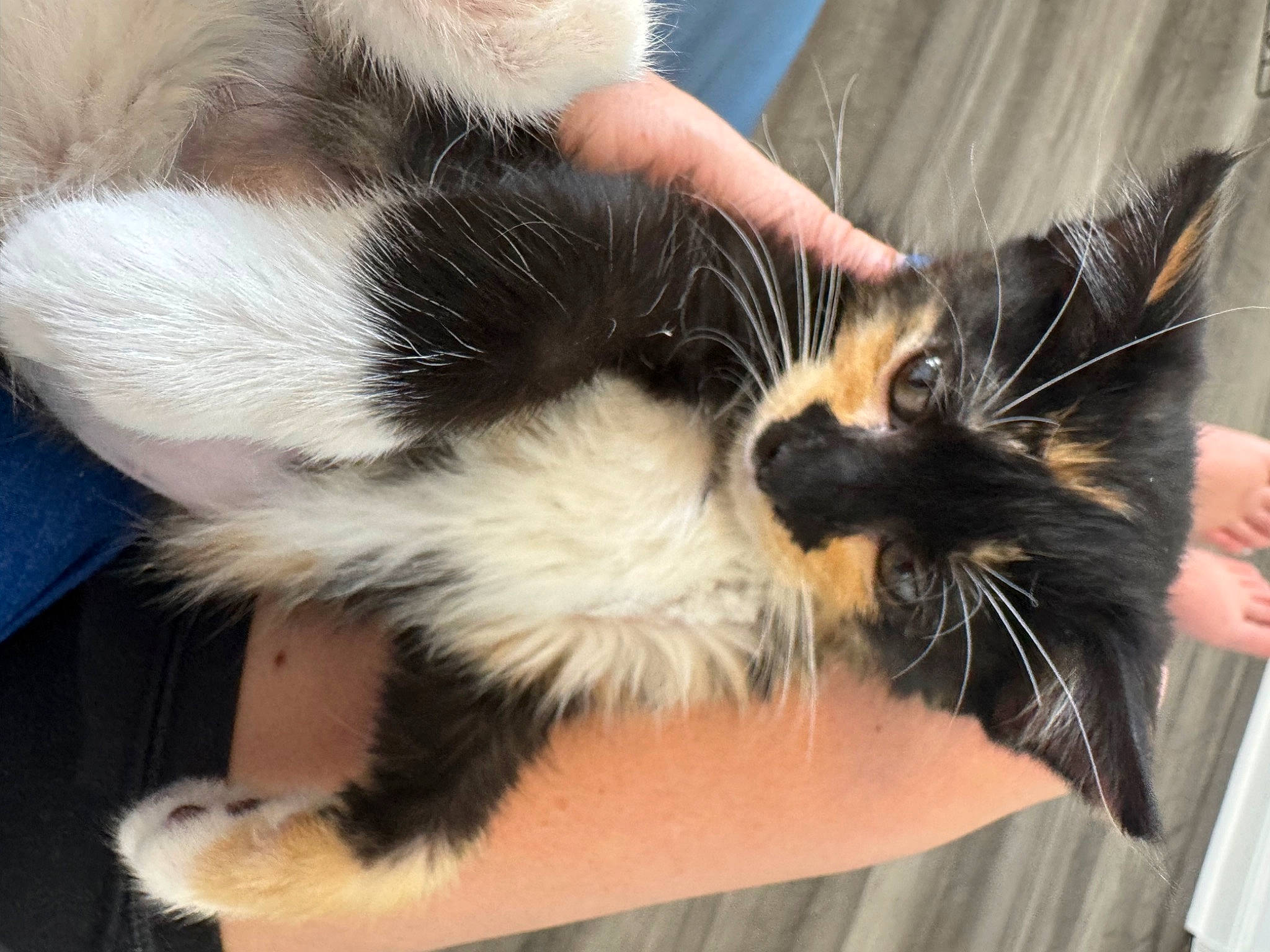 Hazel is registered to the contest to win money with this photo: carnivore, cat, claw, comfort, dog_breed, domestic_short_haired_cat, ear, felidae, finger, foot, fur, gesture, hand, human_leg, lap, paw, small_to_medium_sized_cats, snout, tail, whiskers