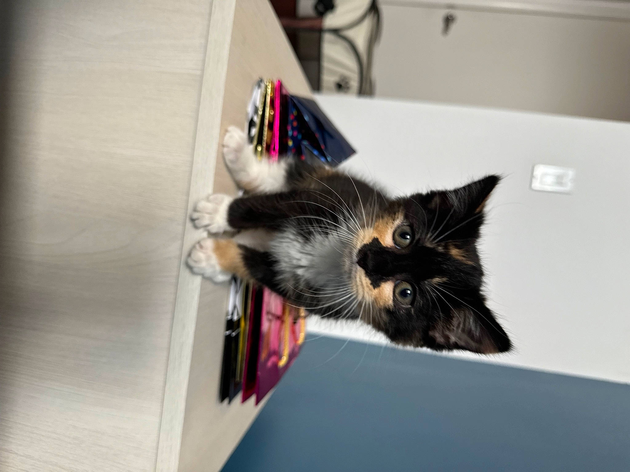 Hazel is registered to the contest to win money with this photo: carmine, carnivore, cat, domestic_short_haired_cat, felidae, fur, room, small_to_medium_sized_cats, tail, whiskers