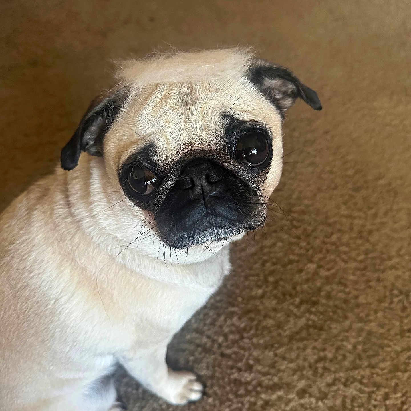 Daisy joined the competition — help win amazing prizes! adorable, animal, black_nose, carpet, closeup, companion, cute, dog, domestic_animal, ears, expression, friend, fur, indoor, looking_up, pet, pug, sitting, small_dog, wrinkles