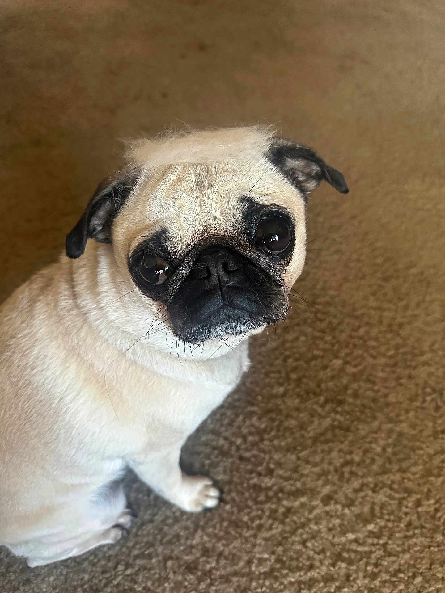 Daisy
