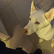 Naya a rejoint le concours — aidez-le/la à gagner de superbes lots ! dog, white_dog, pet, indoor, floor, tile_floor, curious, looking_up, ears_up, canine, animal, companion, domestic, person, feet, pants, shadow, light, close_up, cute