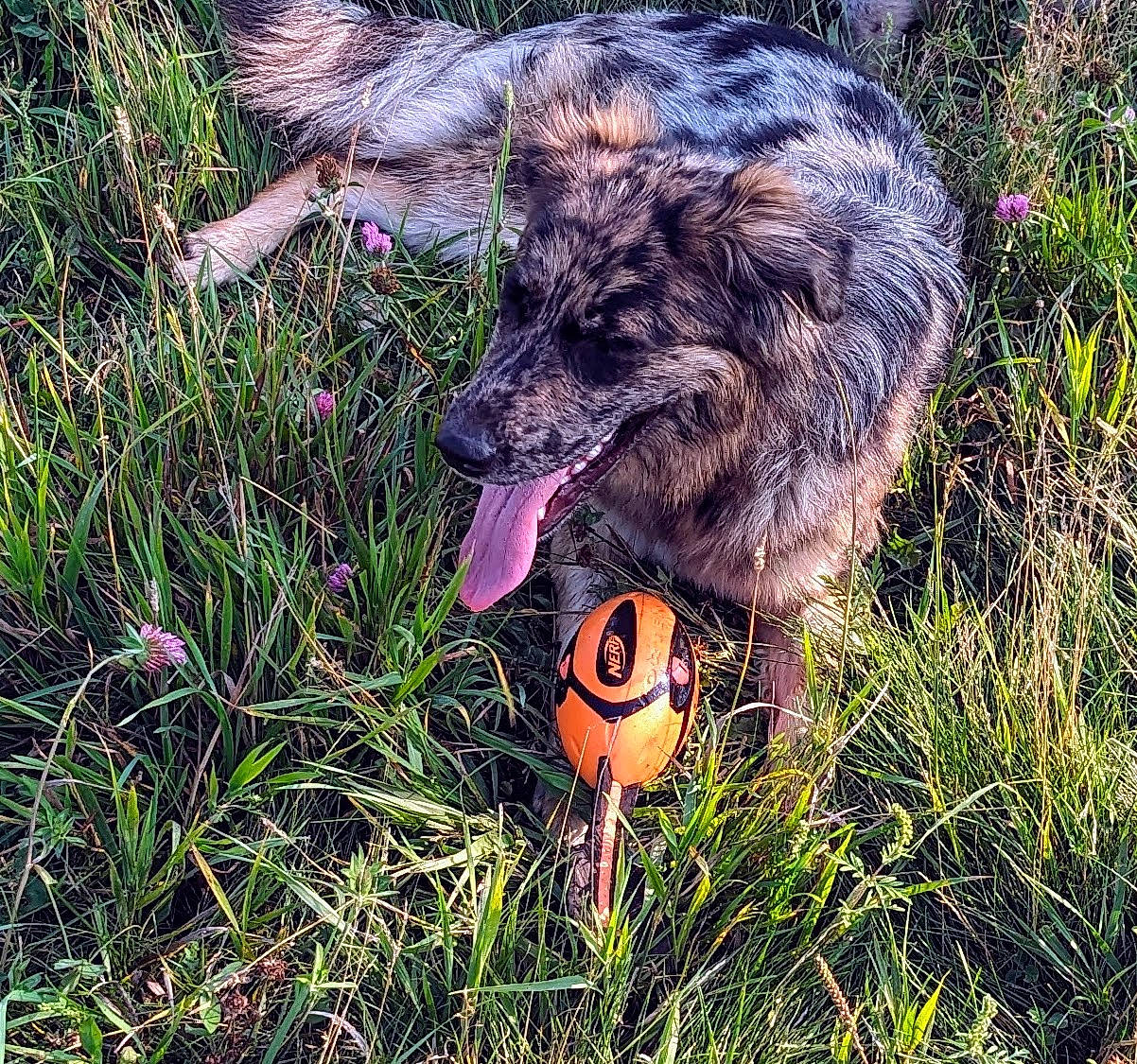 Destiny is registered to the contest to win money with this photo: ball, canidae, carnivore, companion_dog, dog, dog_breed, dog_supply, dog_toy, fur, grass, herbaceous_plant, pet_supply, plant, snout, sporting_group, tail, working_animal, working_dog