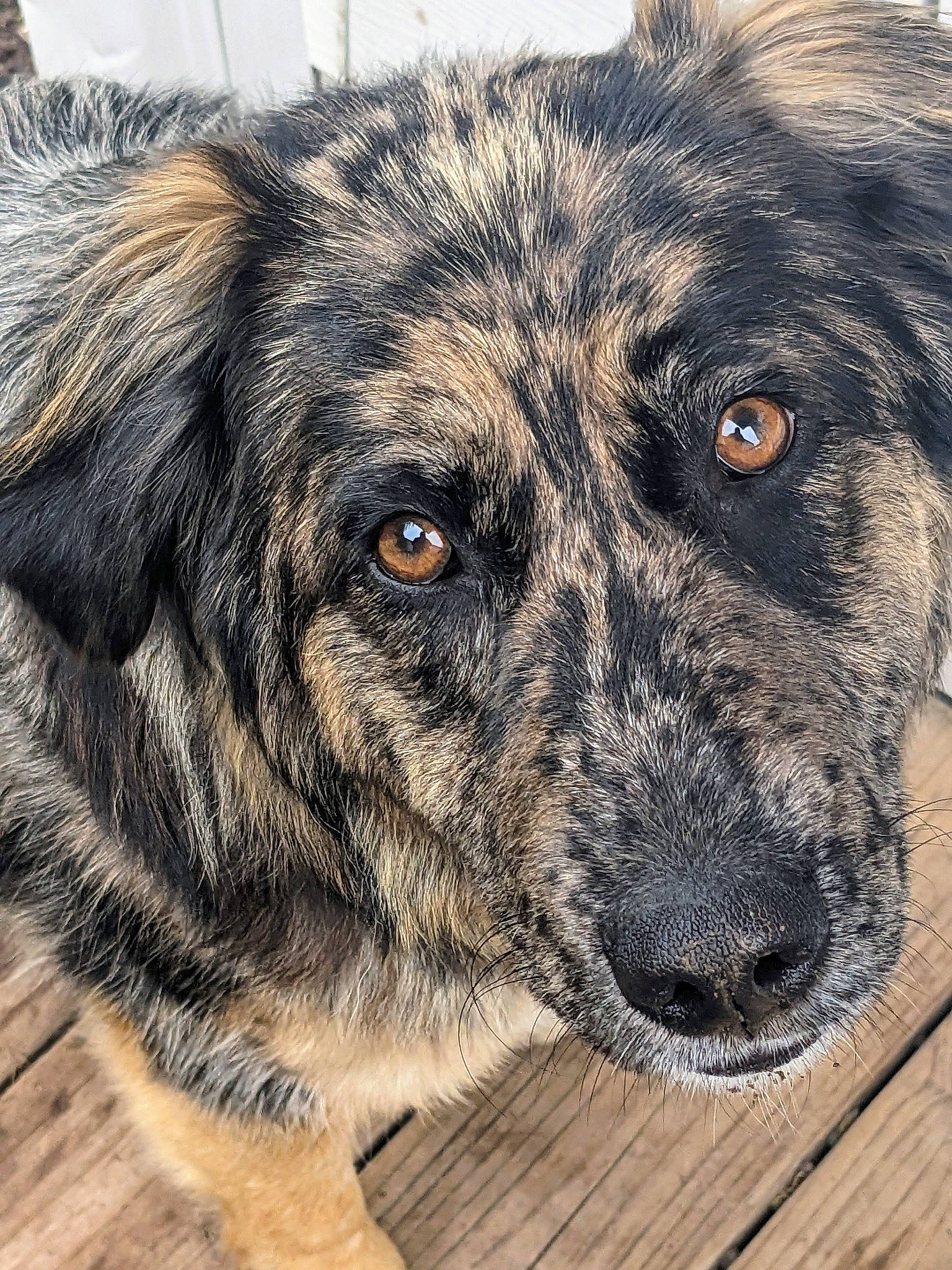 Destiny joined the competition — help win amazing prizes! art, canidae, carnivore, circle, companion_dog, dog, dog_breed, estrela_mountain_dog, fur, guard_dog, herding_dog, paw, snout, sporting_group, street_dog, terrestrial_animal, treeing_tennessee_brindle, whiskers, working_animal, working_dog