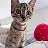 kitten, tabby, cat, pet, animal, cute, indoor, bed, feline, whiskers, ears, closeup, young, domestic, curious, soft_light, blurred_background, resting, cozy, fur