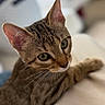cat, tabby, close_up, pet, animal, feline, whiskers, ears, green_eyes, fur, indoor, soft_light, curious, cute, relaxed, focus, blurred_background, domestic_animal, resting, portrait