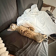 Moka a rejoint le concours — aidez-le/la à gagner de superbes lots ! animal, blanket, cat, comfortable, couch, cozy, cute, feline, fur, home, indoor, nap, paw, pet, pillow, relaxed, resting, sleeping, tabby, whiskers