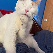 Beauty is registered to the contest to win money with this photo: bed, blanket, blue_wall, calico, cat, closed_eyes, closeup, cozy, door, feline, grooming, indoor, paw, pet, plant, portrait, relaxed, tongue_out, whiskers, white_cat