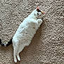 Beauty joined the competition — help win amazing prizes! belly_up, calico, carpet, cat, closeup, cute, domestic_animal, floor_texture, fur, indoor, lying_down, mammal, paws, pet, portrait, relaxed, sleepy, tail, whiskers, white_cat