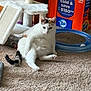 Beauty is registered to the contest to win money with this photo: calico_cat, cardboard_box, carpet, cat, cat_tree, chubby_cat, circular_toy, detergent_box, floor, household_item, humorous_pose, indoor, living_room, lounging, paws, pet_toy, plastic_container, relaxed, scratching_post, tail
