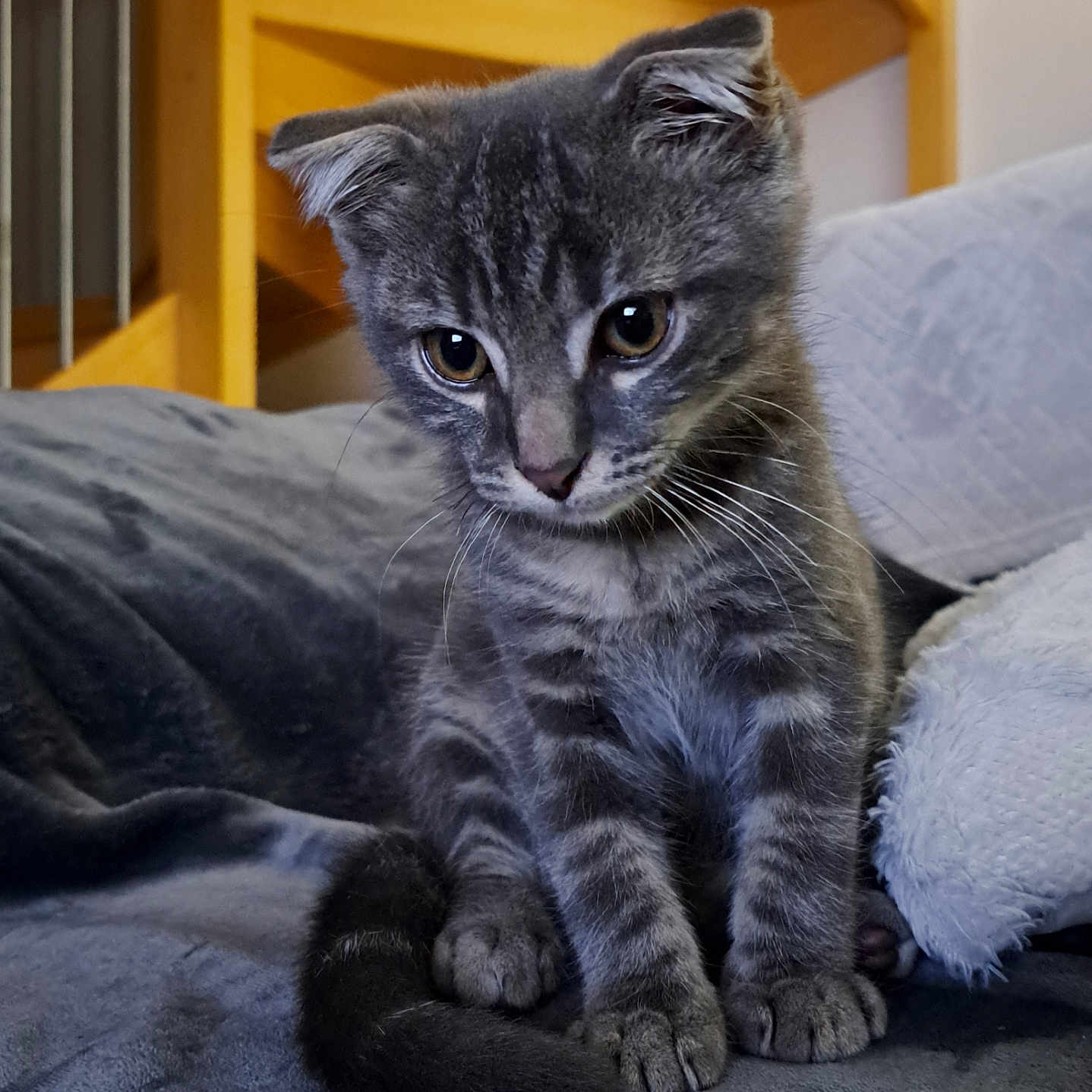 Never a rejoint le concours — aidez-le/la à gagner de superbes lots ! abyssinian, animal, bed, bedroom, blanket, cat, couch, cushion, furniture, homedecor, indoors, kitten, manx, pet, room