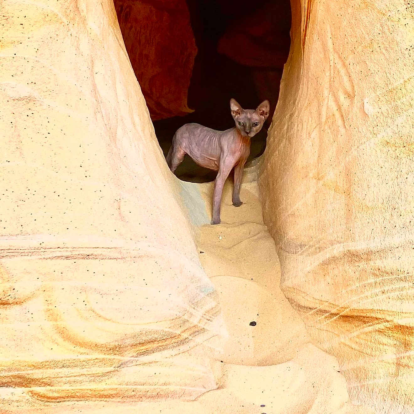 Nepthsis joined the competition — help win amazing prizes! animal, antelopecanyon, arcticfox, canine, cat, cougar, coyote, fox, greyfox, kangaroo, kitfox, landmark, nature, outdoors, pet, redfox, redwolf, rock, soil, wolf