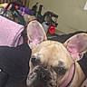 animal, bedroom, black, blanket, canine, close_up, collar, cute, dog, domestic_animal, ears, face, french_bulldog, fur, indoor, pet, pink, resting, snout, soft