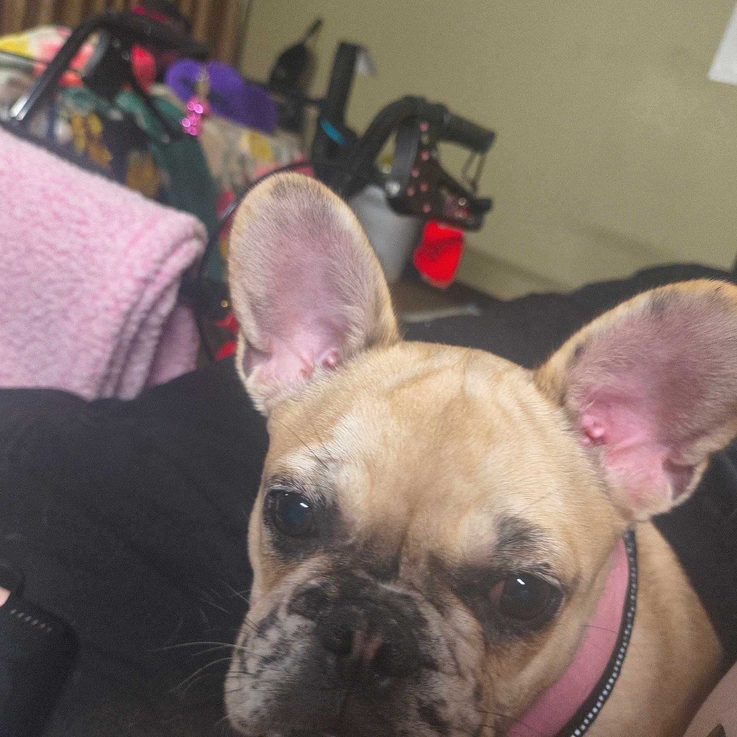 Stella